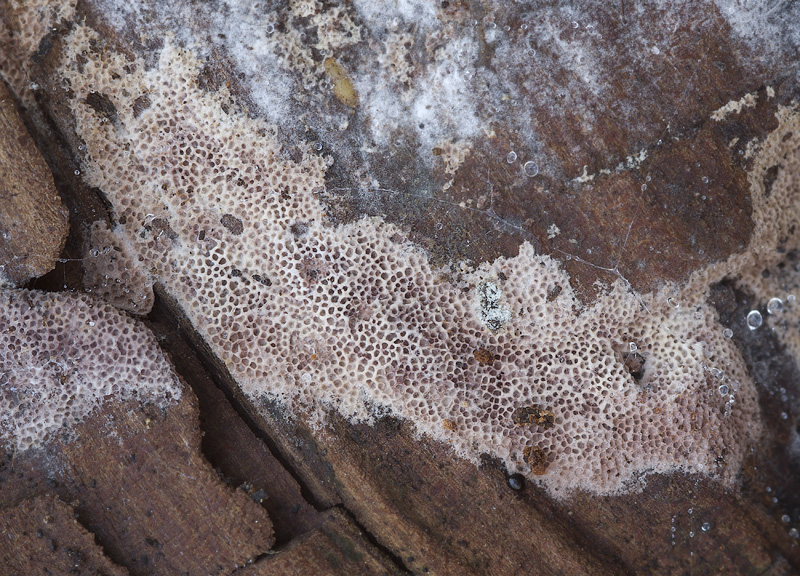 Ceriporia griseoviolascens